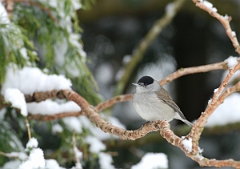 David Plant Photography - Wildlife Photographer - Blackcap male - B